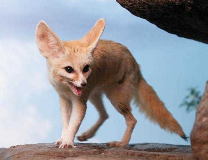 Which Exotic Pets Are Legal in the United States? PetHelpful