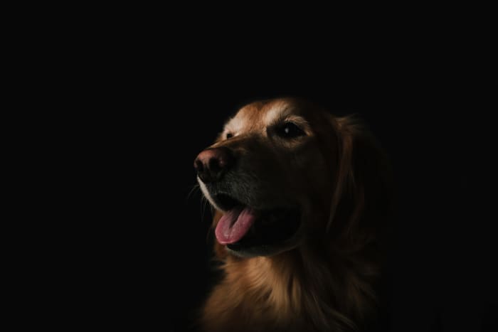 According to healthypets.mercola.com, between 60 and 80% of all golden retrievers will die from some form of cancer.