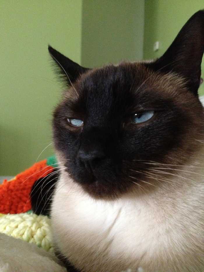 Siamese Cats What You Should Know Before Getting One PetHelpful