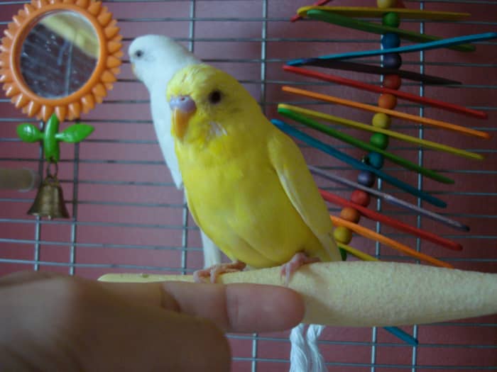 Whether the bird is inside or outside the cage remember to keep your hand near the base of the parakeets feet.