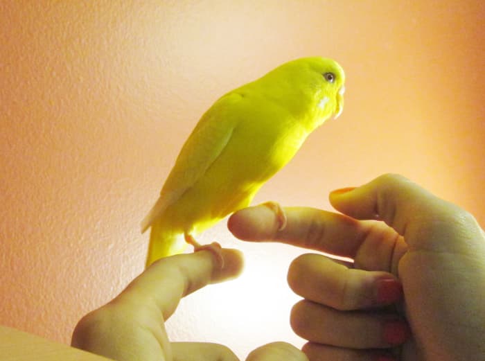 Once the bird is on your finger, try to make it step on your other hand. Push against the base of the feet until it gets the hang of it.