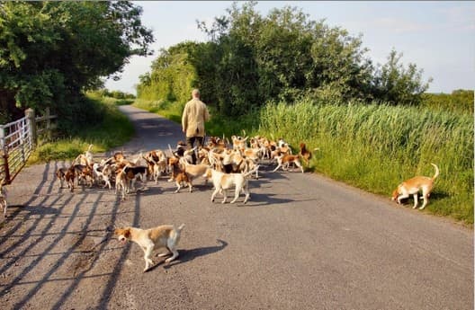 Hounds have a strong pack instinct because they were bred to work in packs. While sight hounds are built for speed, just as Ferrari, scent hounds are built for endurance just as off-road vehicles.