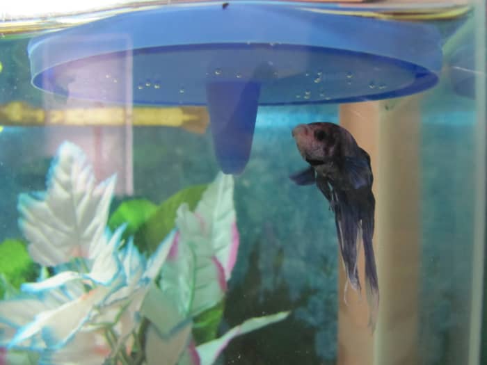 Betta lid used as an artificial lily pad; adds security and is a great place for Bettas to build bubble nests.