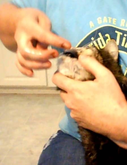 Using your thumb and forefinger, gently pry open its mouth and wipe the gel on the ridged roof of the mouth, inside.