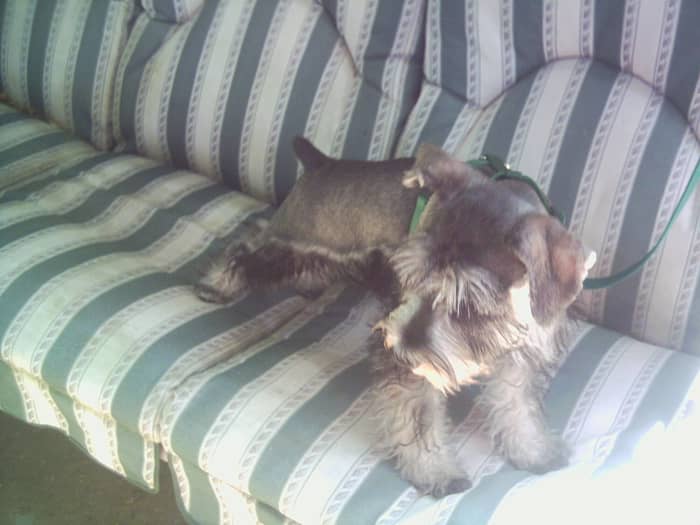 Puppy Gir's first spring with me: She was so much fun that having her around chased my blues away!