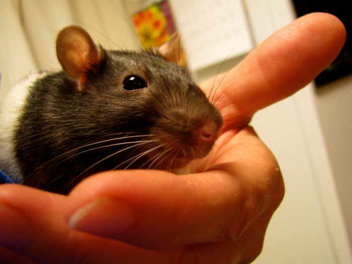Top 10 Reasons to Have Rats as Pets PetHelpful