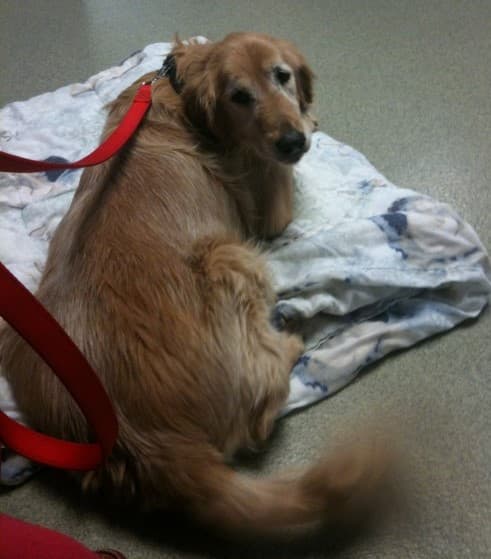 Amber at the hospital - her last day. Making that decision in putting a pet down is one of the toughest you'll have to make.