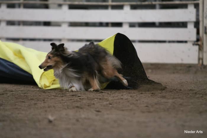 Dew claws are in full use as this Sheltie makes a hard turn after exiting the chute.