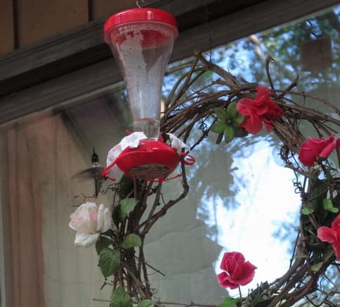 Male Ruby Throated Hummingbird likes the nectar feeder placed in front of my rose wreath!
