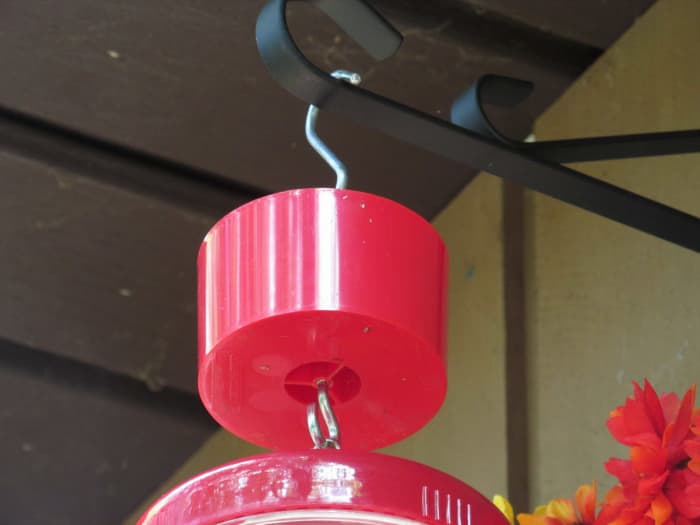 An ant moat attached to the top of a hummingbird feeder does a good job of keeping ants away from the nectar.