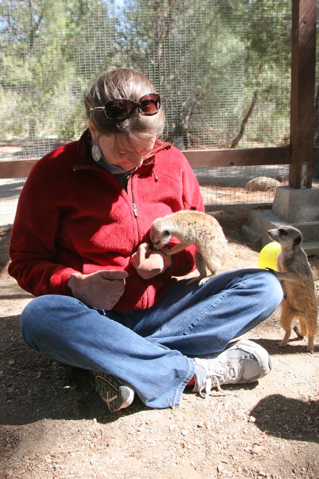 Meerkats as Pets Ease of Care, Legality, & More PetHelpful Meerkats as Pets Ease of Care, Legality, & More PetHelpful