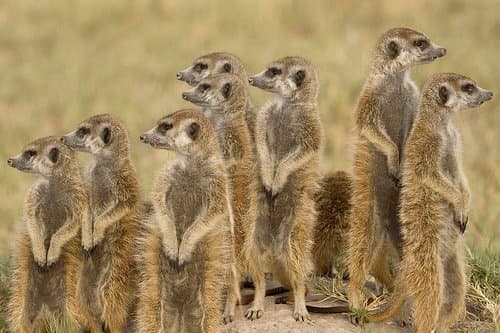 The ability to stand on their hind legs when on the lookout for predators likely plays a large part of why meerkats are so popular among humans looking for cute pets.