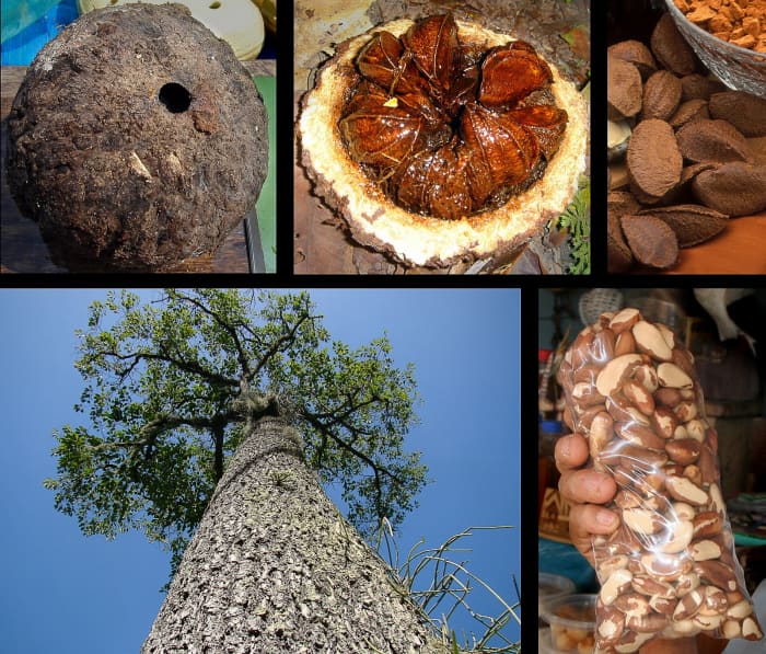 Top left: the fruit of the Brazil nut tree; middle left: the fruit has been opened up to show the seeds (nuts) inside
