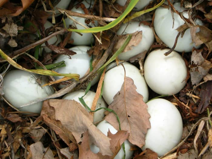 Good things take time. Ducks and geese lay one egg each day until their entire nest of 8-18 eggs is ready to incubate. The eggs hatch within a day or two of one another.