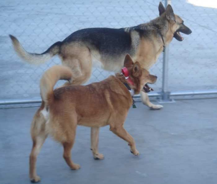 Why Is My Dog Aggressive Towards Intact Males? PetHelpful