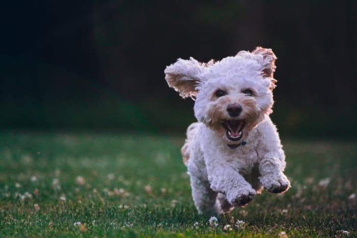 Dogs offer the life lesson of agreeability. Agreeability is the personality trait of being cooperative, trusting, helpful, and empathic.