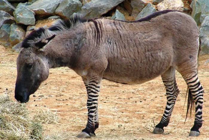 This zonkey's daddy is a zebra and his mama is a donkey. Odd couple, even odder baby?