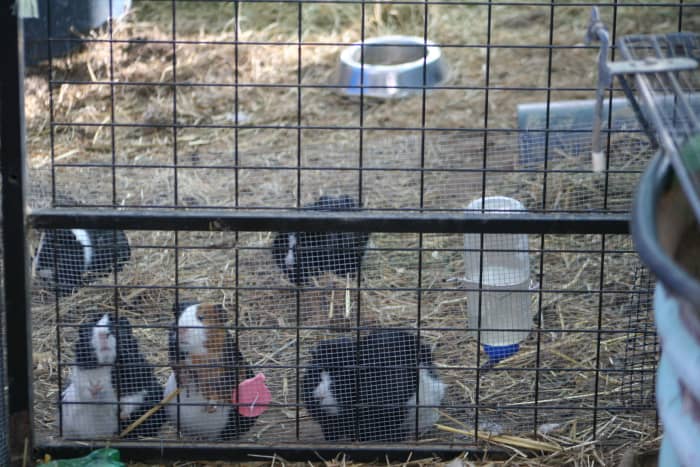 Tame enough to run to greet us when they hear us approaching, these guinea pigs love attention. See the pregnant mummas in the front? We deliver large bunches of greens twice a day...they know when to expect it.