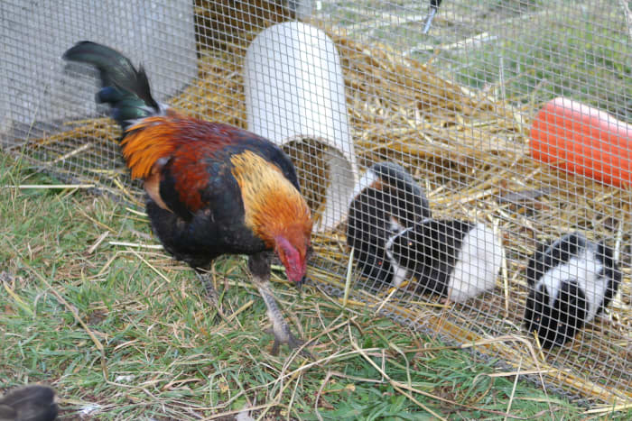 We adapted a rabbit cage to suit my daughter's guinea pigs. This is where they lived before we moved them into their bigger home. Warm in straw in the sleeping area at rear, they came out to feed, play and chat with the free-range hens.