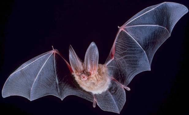 Nocturnal superheroes, bats comprise about 20% of the world's classified mammal species.