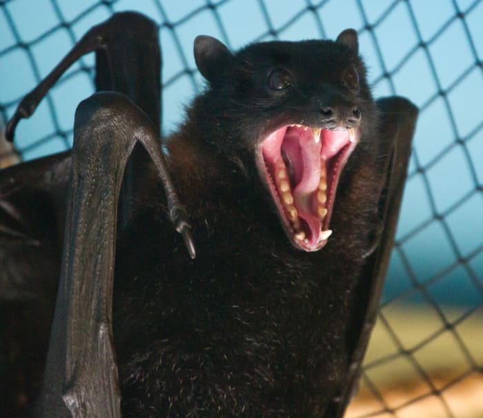 This bat is providing some negative feedback to the person who is cornering him by baring his fangs. Back off and give the bat some room.