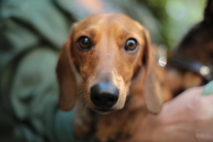 If you keep an eye on your dog's mobility and always pick him up correctly, you can help his back stay strong.