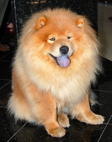 Dogs with long, thick fur may not respond as well to other over-the-counter flea medications and treatments.