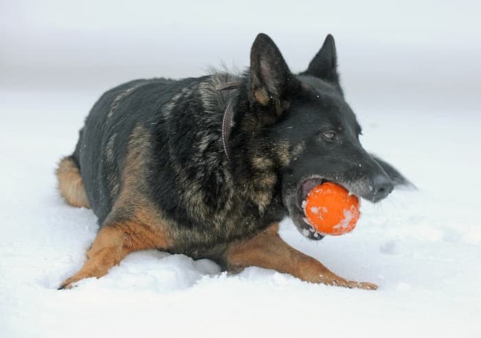 After taking your dog out for playtime in the snow, be sure to clean and dry his feet to remove any road salt or de-icing agents he might have picked up outside.