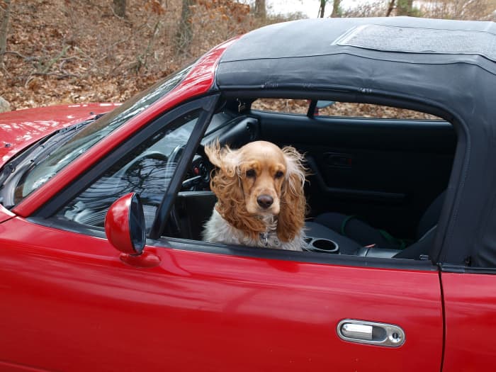 Даже если все окна закрыты, ваша машина — не лучшее место для содержания собаки слишком долго.  Ваша машина может сильно замерзнуть в середине зимы, поэтому иногда лучше оставить своих питомцев дома, когда вам нужно выйти на улицу.