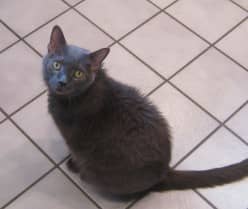 With bouts of arthritis, "The Biggest Kitty in the World" was successfully treated for Lymphocytic Leukemia at 13 (human) years old. Mer was a happy and healthy boy for a long time after that.