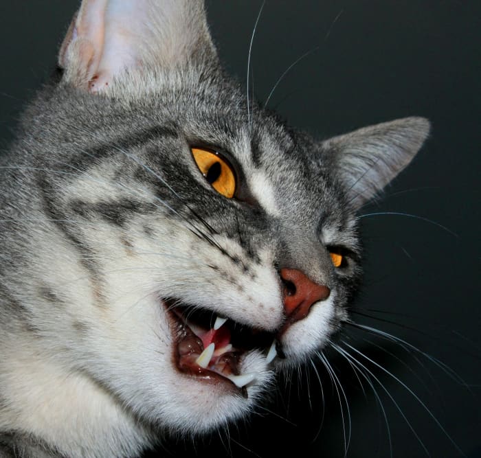 This cat is plotting revenge on history's cat haters. He's planning to scratch leather furniture, pee in shoes, and hiss at them randomly. That's just for starters.