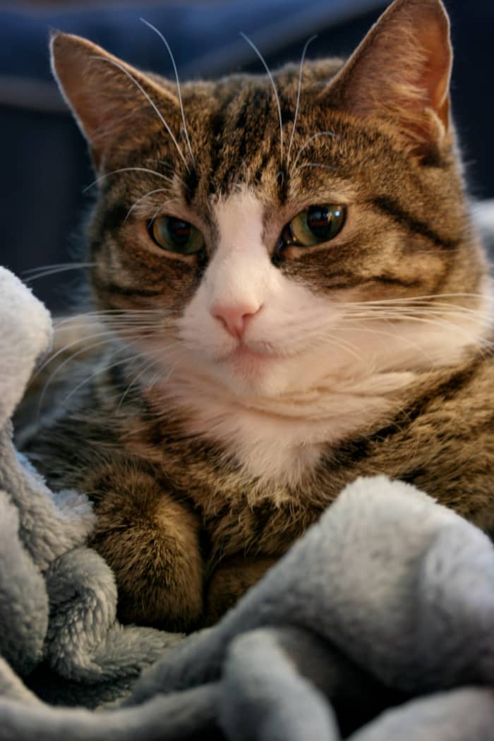 If you suspect animal hoarding, don't just stay silent. Report the situation to your local police, animal control and/or Humane Society. Lives depend on you. Hoarding is not rescuing. Real cat ladies and dudes don't hoard.