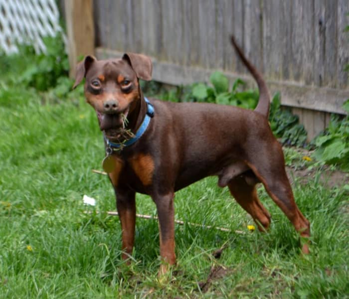 The Miniature Pinscher, the King of the Toys - PetHelpful