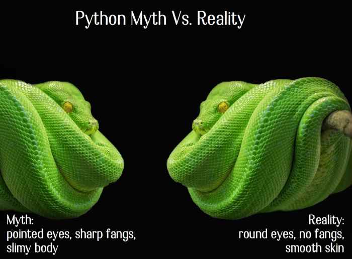 14 Species of Boas and Pythons Amazing Constricting Snakes PetHelpful