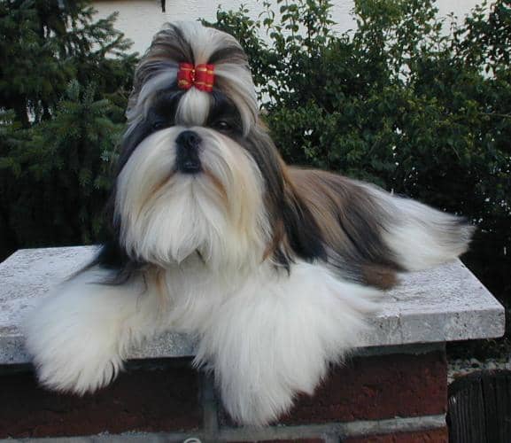 Purebred Shih Tzu Dog- Malshi crosses get some of their coloring and the shape of their face from their Shih Tzu lineage