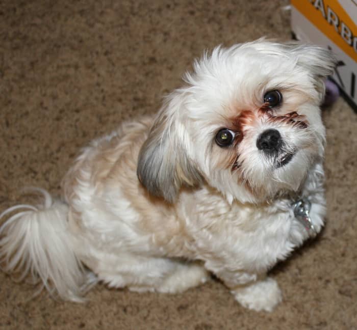 The Maltese Shih Tzu (Malshi): Best Dog Ever! - PetHelpful