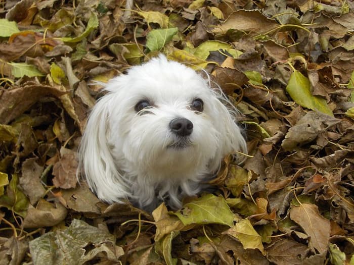 Purebred Maltese Dog- Malshi crosses get the white fur, black eyes, and black nose from their Maltese parent.