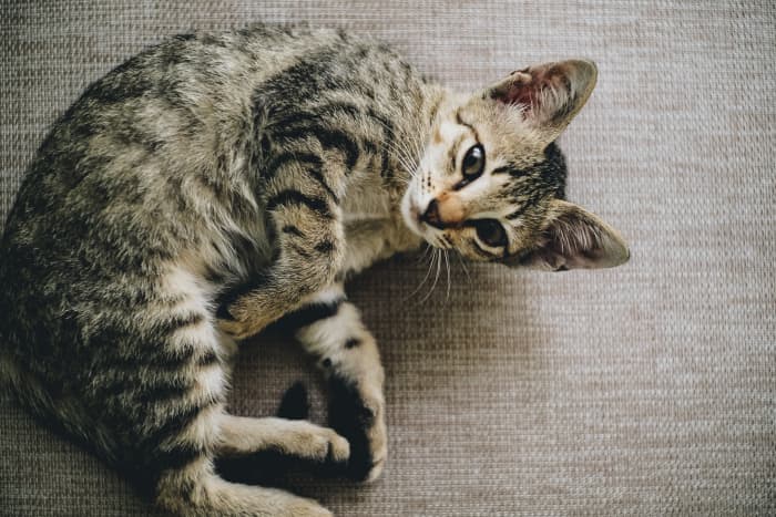 A plus of owning a shorthair cat is that less maintenance and grooming is required to keep your pet clean.