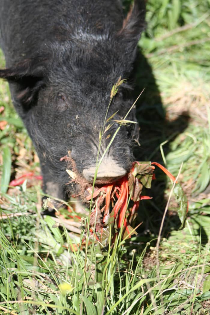 Our winter vegetable gardens provide a smorgasbord of delights for pigs ... and pigs do a very effective job of preparing the gardens for springtime.