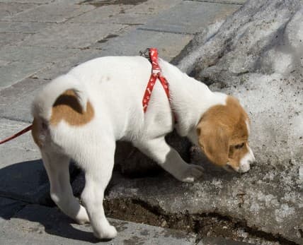 Не позволяйте собаке лизать тающий снег или пить лужи!