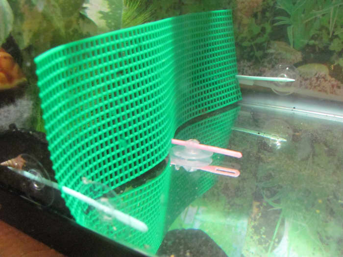 Here's another look at the plastic mesh divider setup. If you're leaving room for the fish to swim over the divider, make sure the top is smooth.