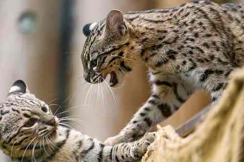 Geoffroy's cats play fighting. 