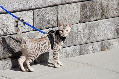 Hybrids are not ideal for those who do not want an active cat, but perfect for those who do. Savannah cat pictured above.