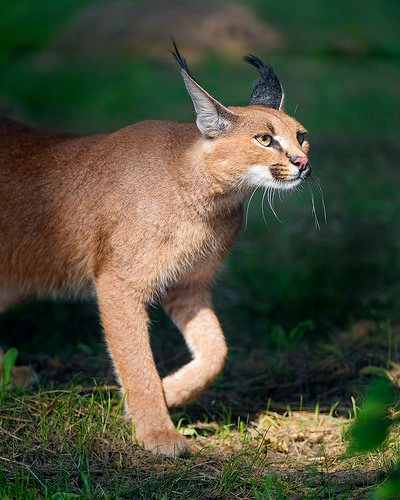 A walking caracal cat 