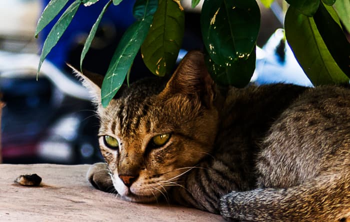 This cat has nine lives to plot his payback on behalf of catkind.
