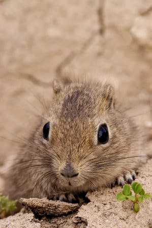 A wild mountain cavy. Cavies (known as "cuy" in South America) are the forerunners of modern guinea pigs.