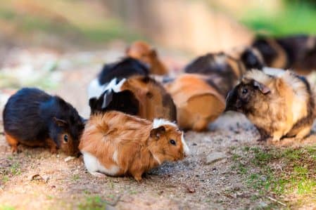 Guinea pigs were a big hit when they first arrived in England and were sold as pets. The Abyssinian name sounded more exotic than calling them "Rough Haireds".