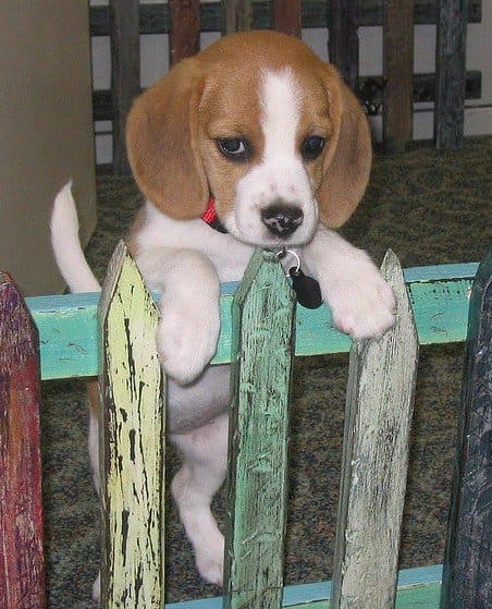 Beagles are healthy and make a great choice when selecting a new dog.