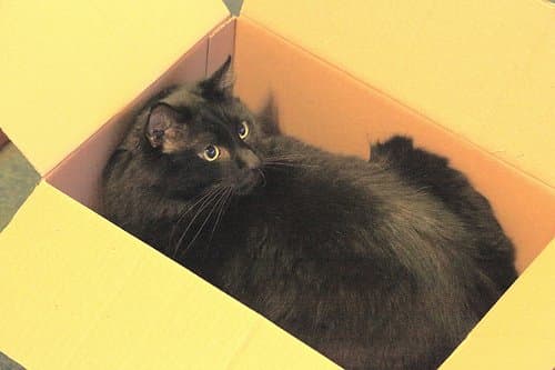 Moving to a new home isn't just stressful for you. Special care needs to be taken when moving your cat to a new environment.