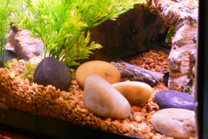 Cycling your tank allows time for healthy colonies of bacteria to develop in the substrate, on the rocks, decorations and even in the filter.